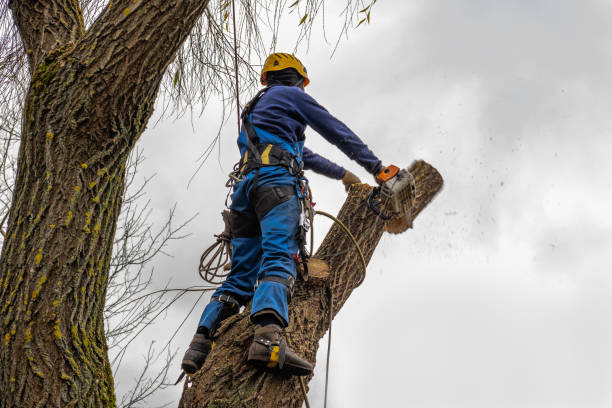 Leaf Removal in Arroyo Seco, NM