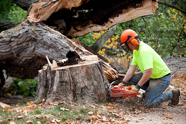 Professional Tree Services in Arroyo Seco, NM