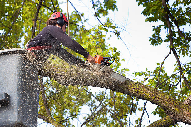 How Our Tree Care Process Works  in  Arroyo Seco, NM